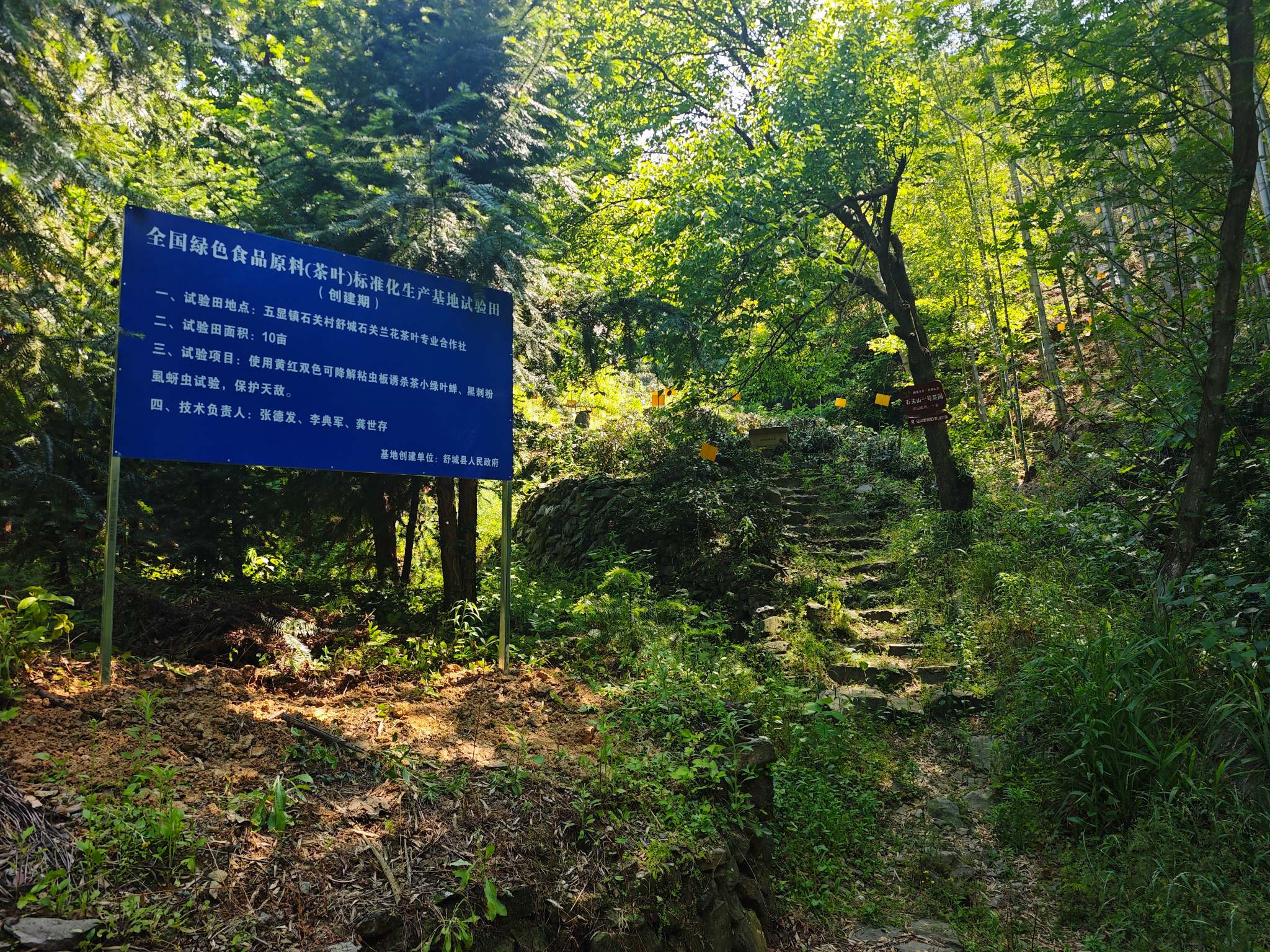 生态茶园