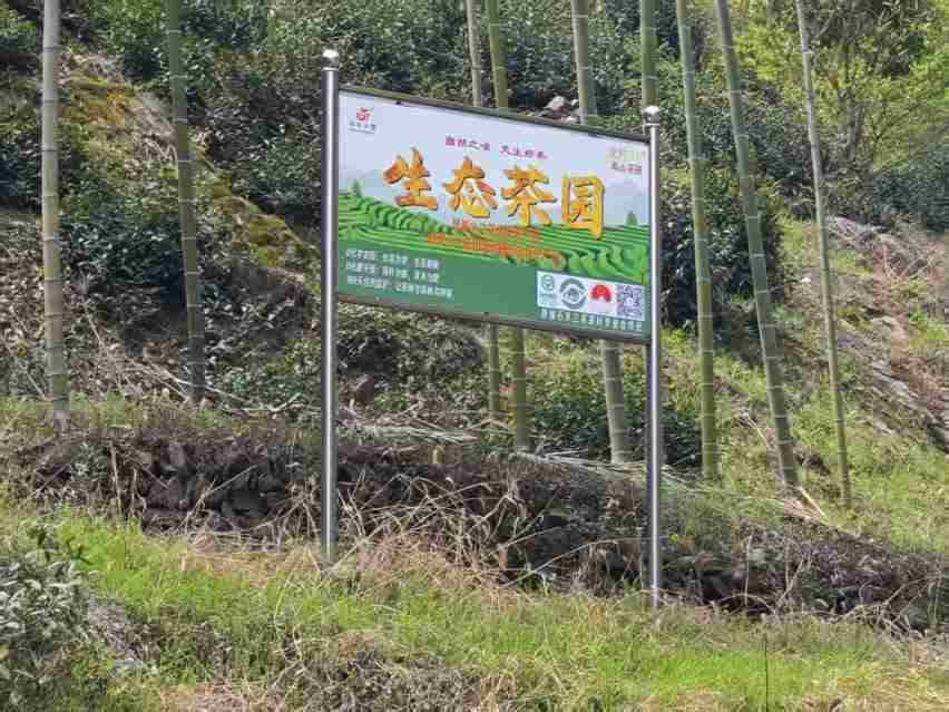 生态茶园