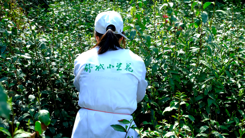 采茶时节