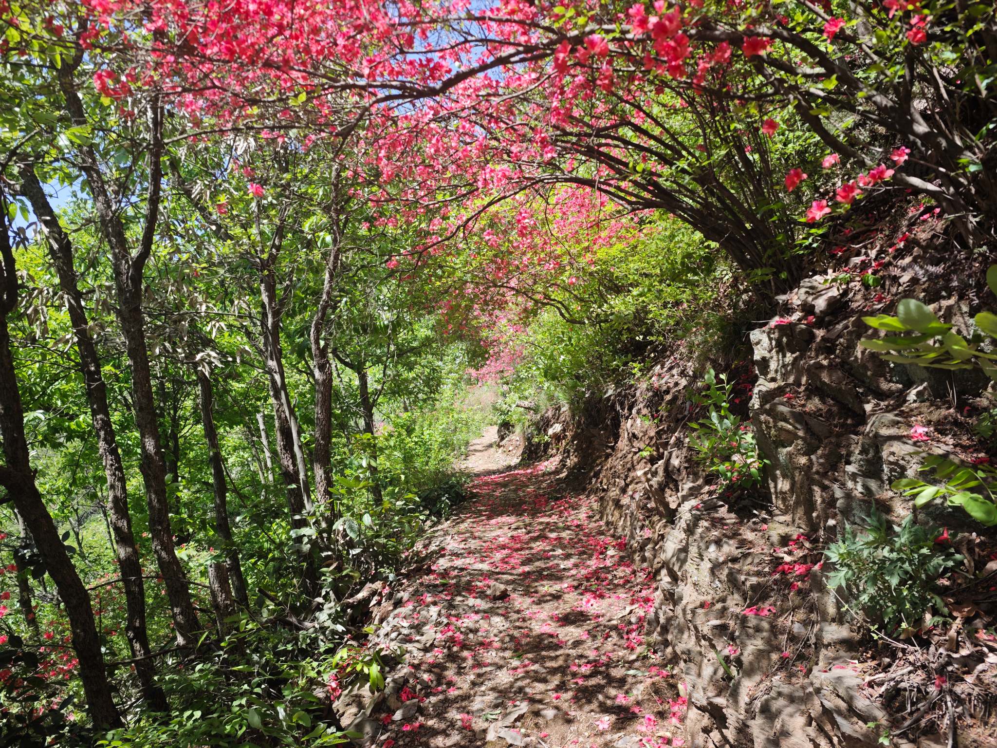 映山红