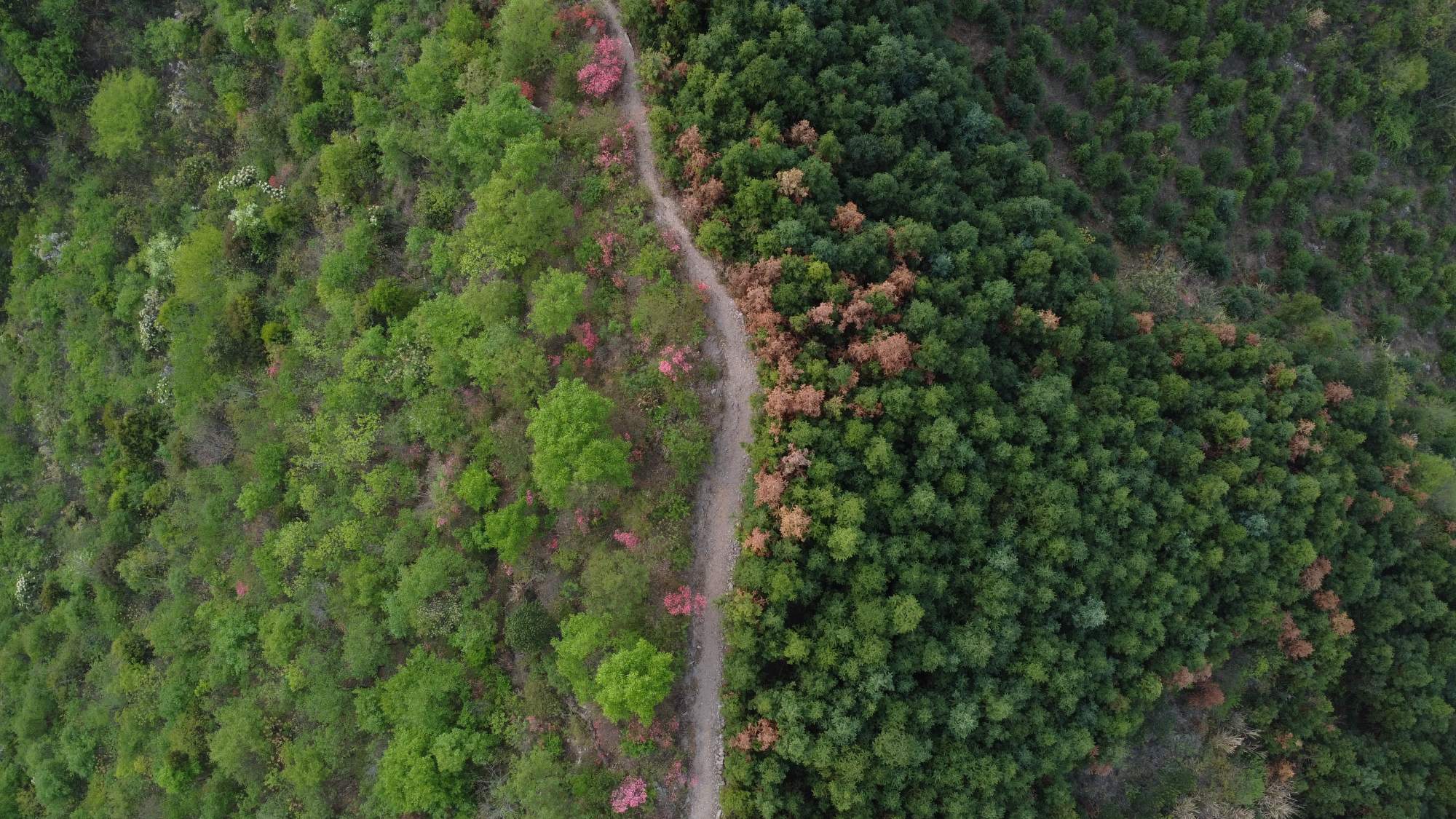 林间小道