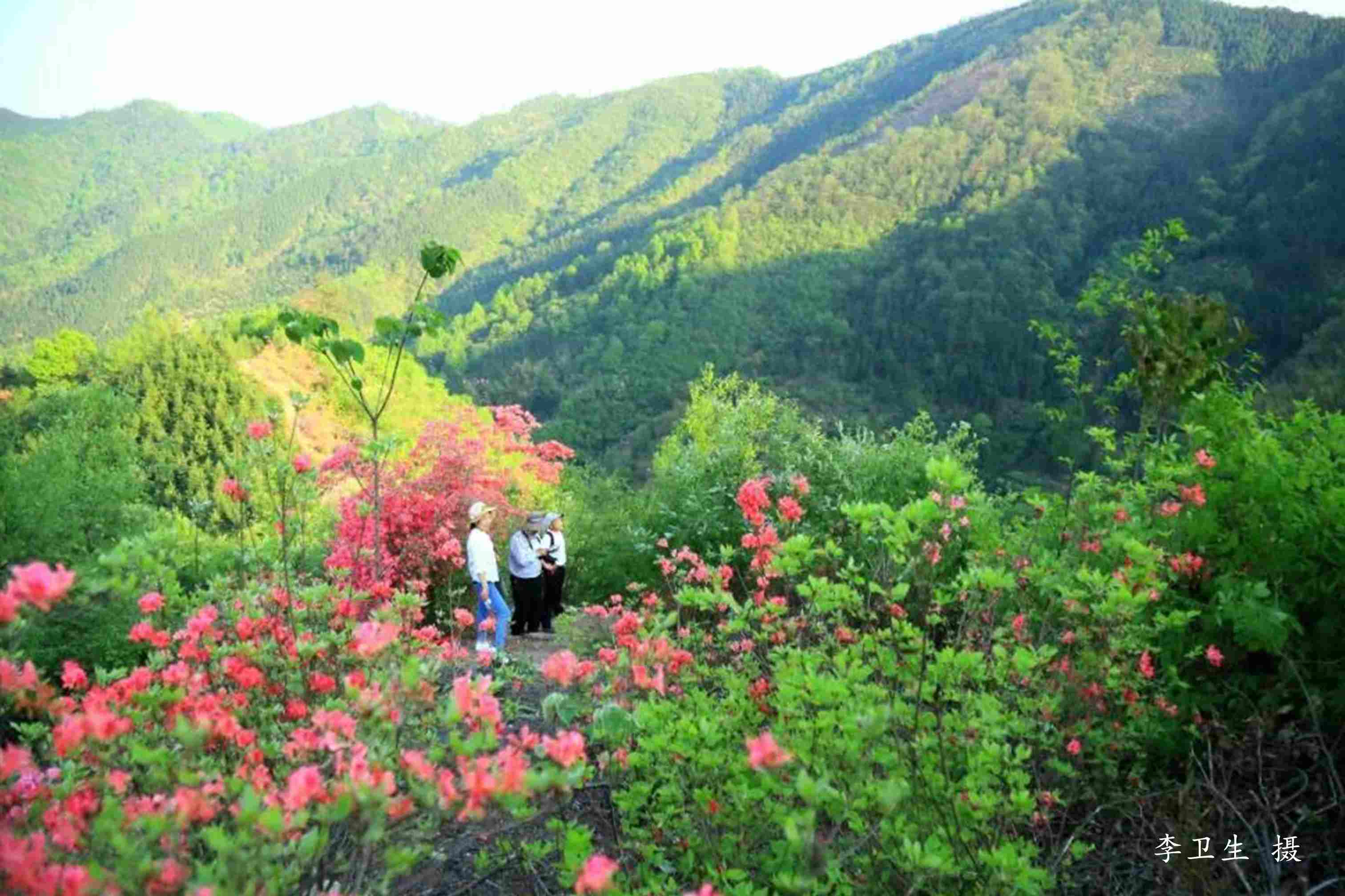 杜鹃山