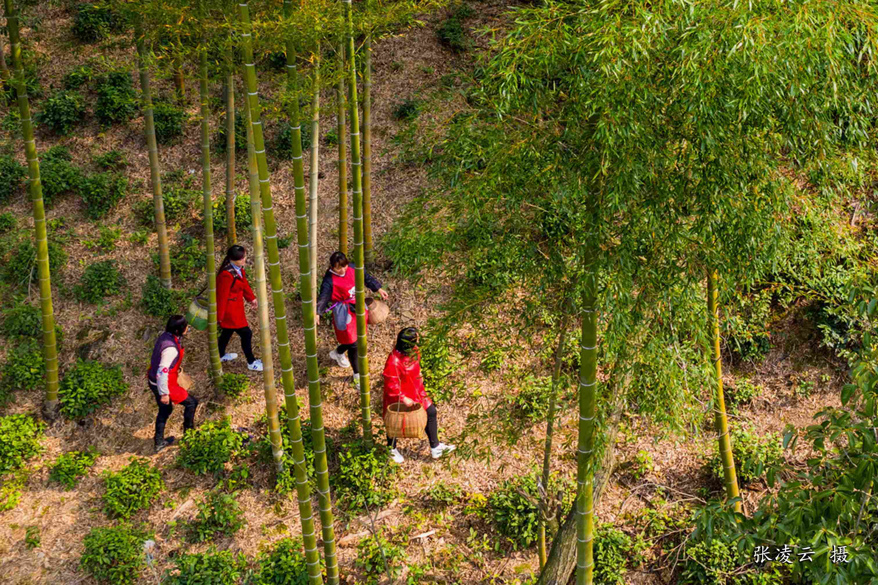 上山采茶