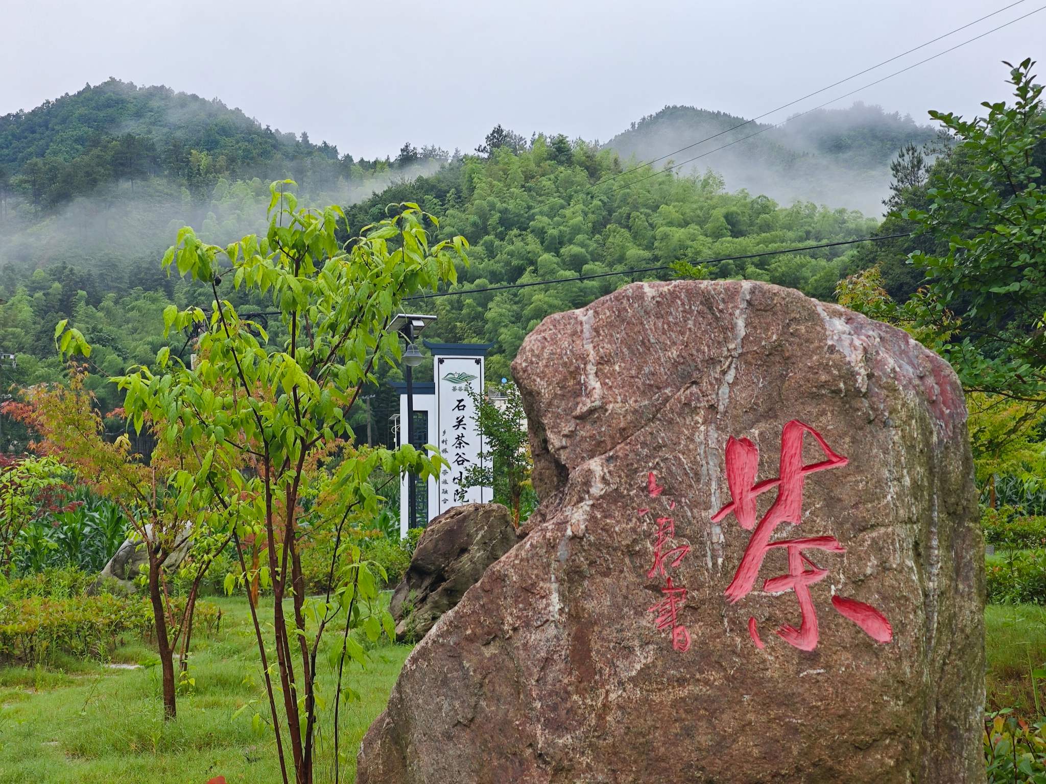 茶园景观